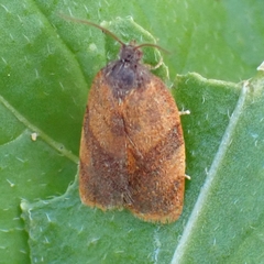 Cacoecimorpha pronubana