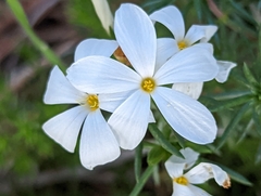 Leptosiphon floribundus
