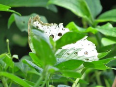 Protogoniomorpha parhassus