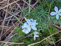 Leptosiphon floribundus