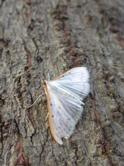 Palpita nigropunctalis