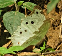 Protogoniomorpha parhassus