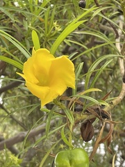Cascabela thevetia