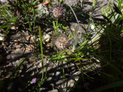 Opercularia scabrida