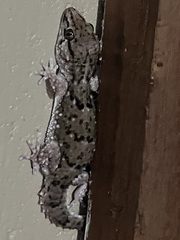 Chondrodactylus turneri