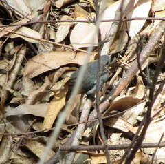 Eumyias albicaudatus