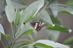 Catasticta nimbice