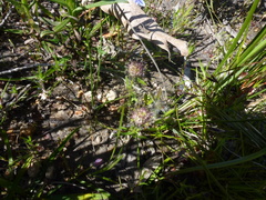 Opercularia scabrida