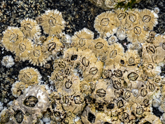 Semibalanus balanoides