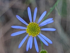 Erigeron foliosus