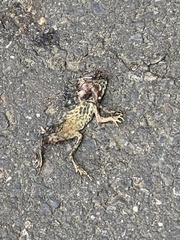 Hoplobatrachus chinensis