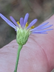 Erigeron foliosus