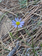 Erigeron foliosus