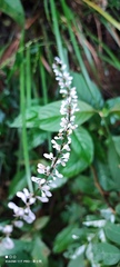 Liriope spicata
