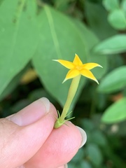 Mussaenda formosanum