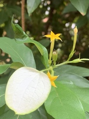Mussaenda formosanum