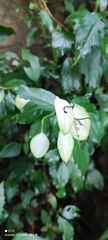 Mussaenda formosanum