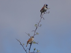 Passer melanurus melanurus