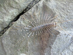 Thereuonema tuberculata