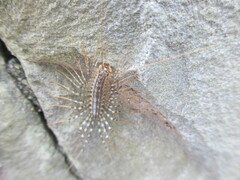 Thereuonema tuberculata