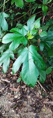 Ficus esquiroliana