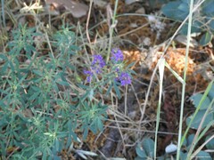 Medicago sativa