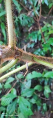 Ficus esquiroliana