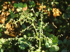 Rumex pulcher