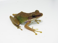 Chalcorana megalonesa