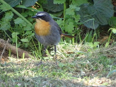 Cossypha caffra caffra