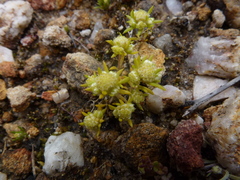 Siloxerus multiflorus