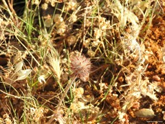 Trifolium cherleri