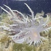 Giant Nudibranch - Photo (c) Cricket Raspet, some rights reserved (CC BY), uploaded by Cricket Raspet