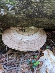 Ganoderma megaloma