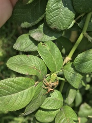 Paraphidippus aurantius