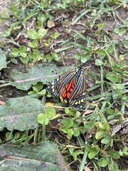 Campylotes histrionicus