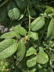 Paraphidippus aurantius