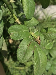 Paraphidippus aurantius