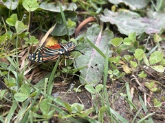 Campylotes histrionicus