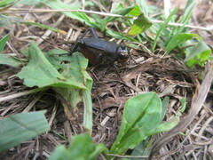 Teleogryllus emma