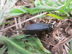 Teleogryllus emma