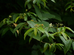 Grewia serrulata