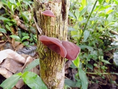 Fungi