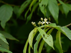 Grewia serrulata