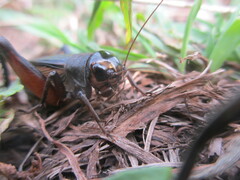 Teleogryllus emma