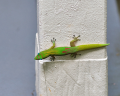 Phelsuma laticauda laticauda