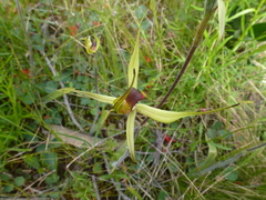 Caladenia leptochila