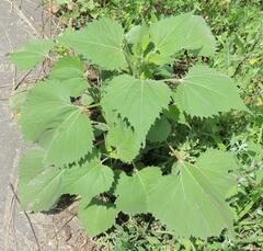 Cyclachaena xanthiifolia