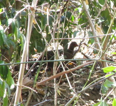 Galloperdix spadicea stewarti