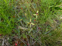 Caladenia leptochila